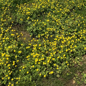Nashville Nature Days - Outdoor Preschool - Nashville, Tennessee
