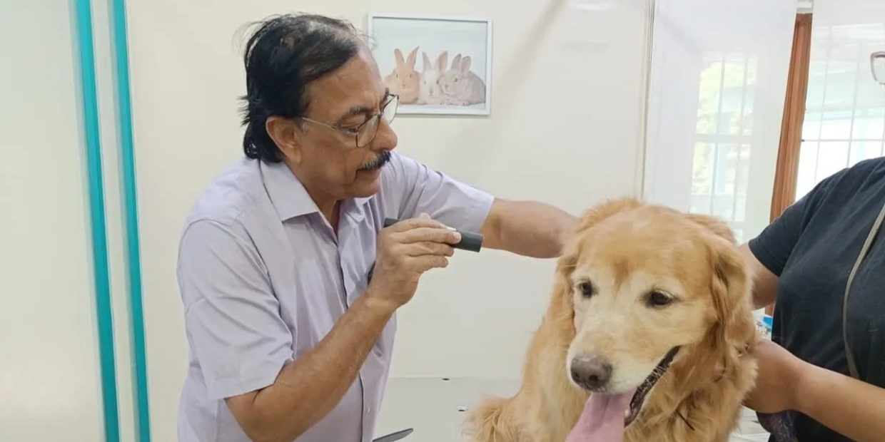 Dr. Krishnaswamy, our chief Vet carefully & compassionately examining a loving Golden which came to 