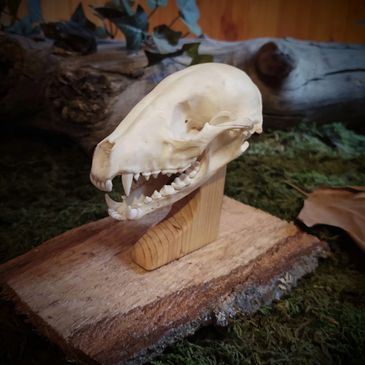 SKULL-EZZ TAXIDERMY Specializing in euro and skull mounts. Also turkey tails and beards. 