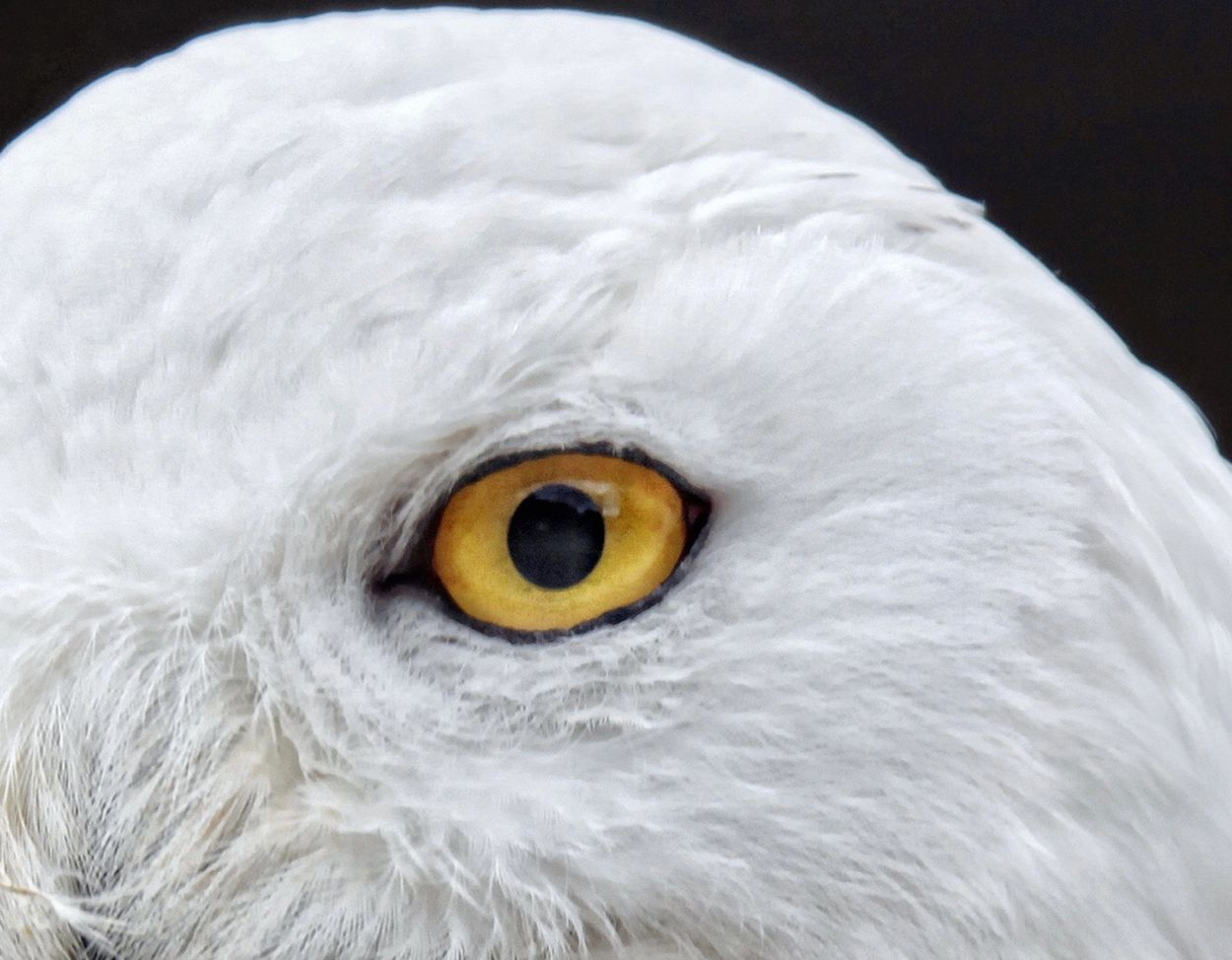 White owl
Eye of white owl
Gold eye of white owl