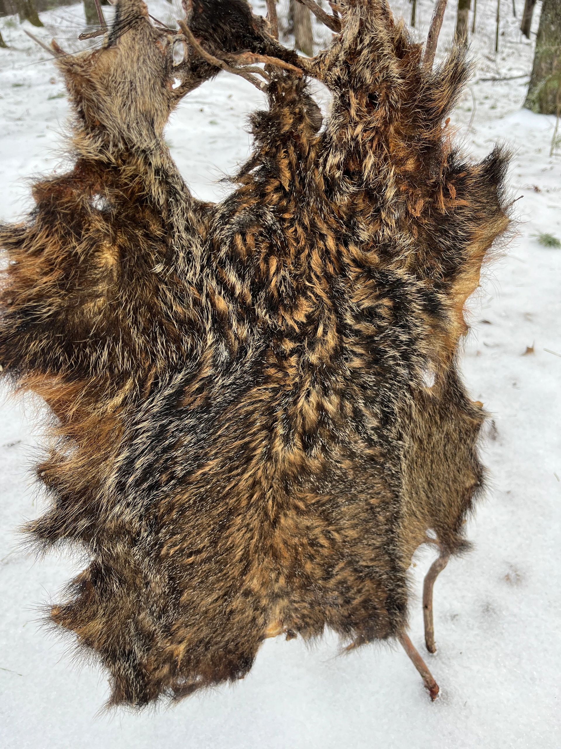 Premium Groundhog Fur for Fly Tying | Fly Tying Terriers