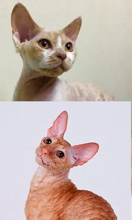 Wave Dancer Cornish Devon Rex Kittens Devon Rex Cornish Rex