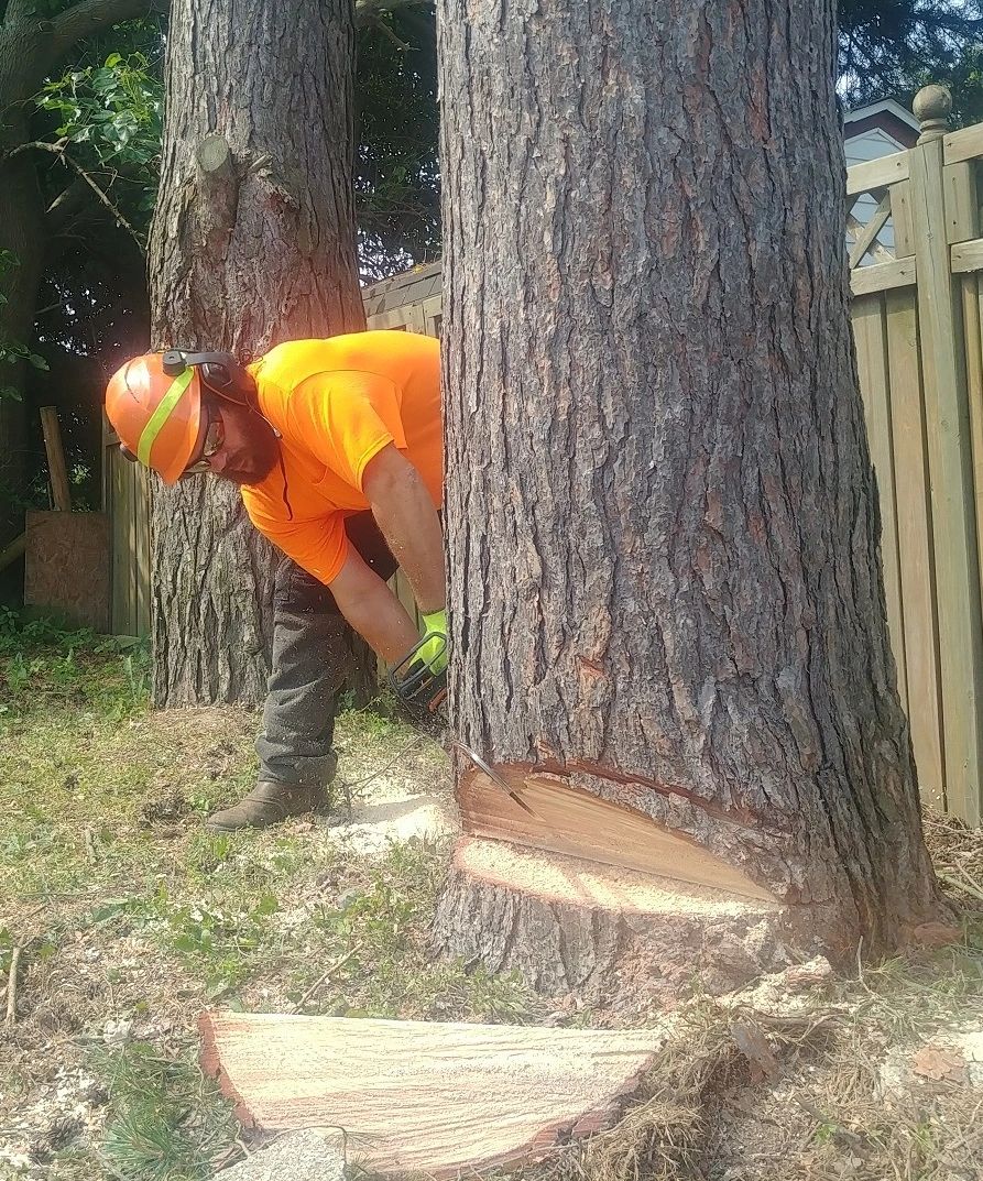 Cutting down a large pine removal wedge cut