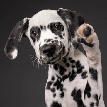 Dalmatian puppy raising its paw against a dark background.