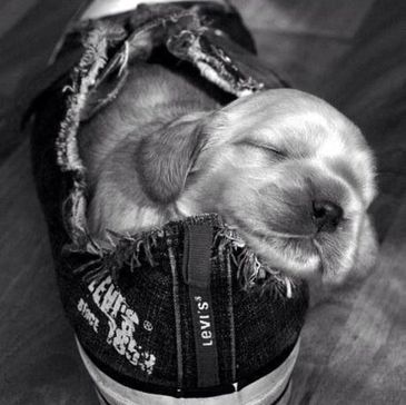 Sleeping puppy snug inside a worn Levi's sneaker.