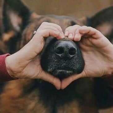 Hands form a heart shape around a dog's nose.