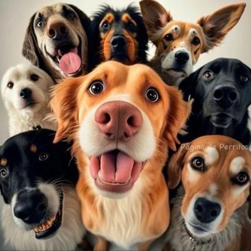 A happy group of eight diverse dogs posing closely together.
