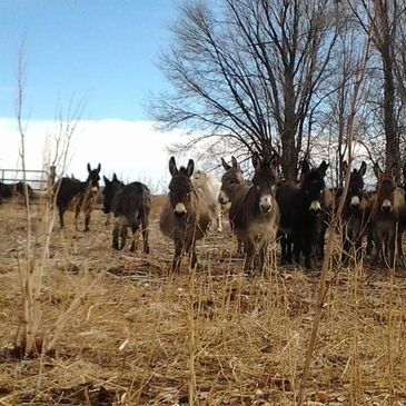 Ivy Rose Mini Donkey and Senior Horse Sanctuary