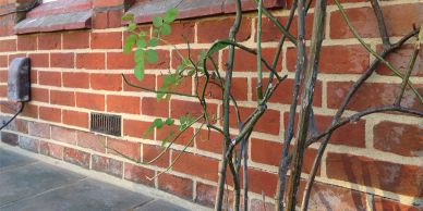 A bare rose bush with few leaves against a brick wall.