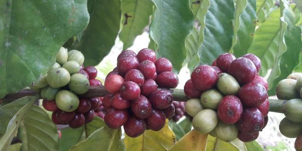 Green coffee on a coffee farm