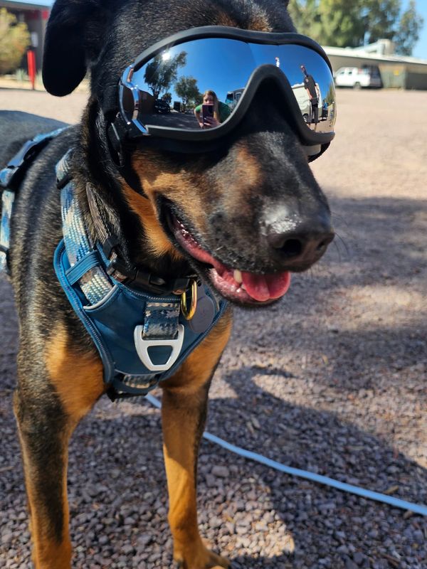 Cool dog wearing reflective goggles and a blue harness outdoors.