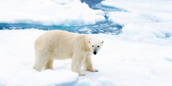 Polar bear ice caps melting climate change