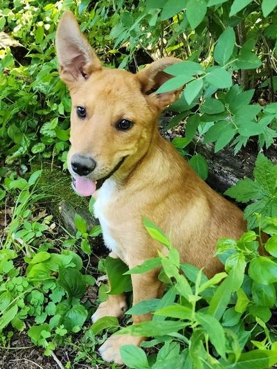 A happy dog sitting among green plants.