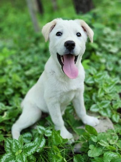 Happy white puppy sitting on green grass.