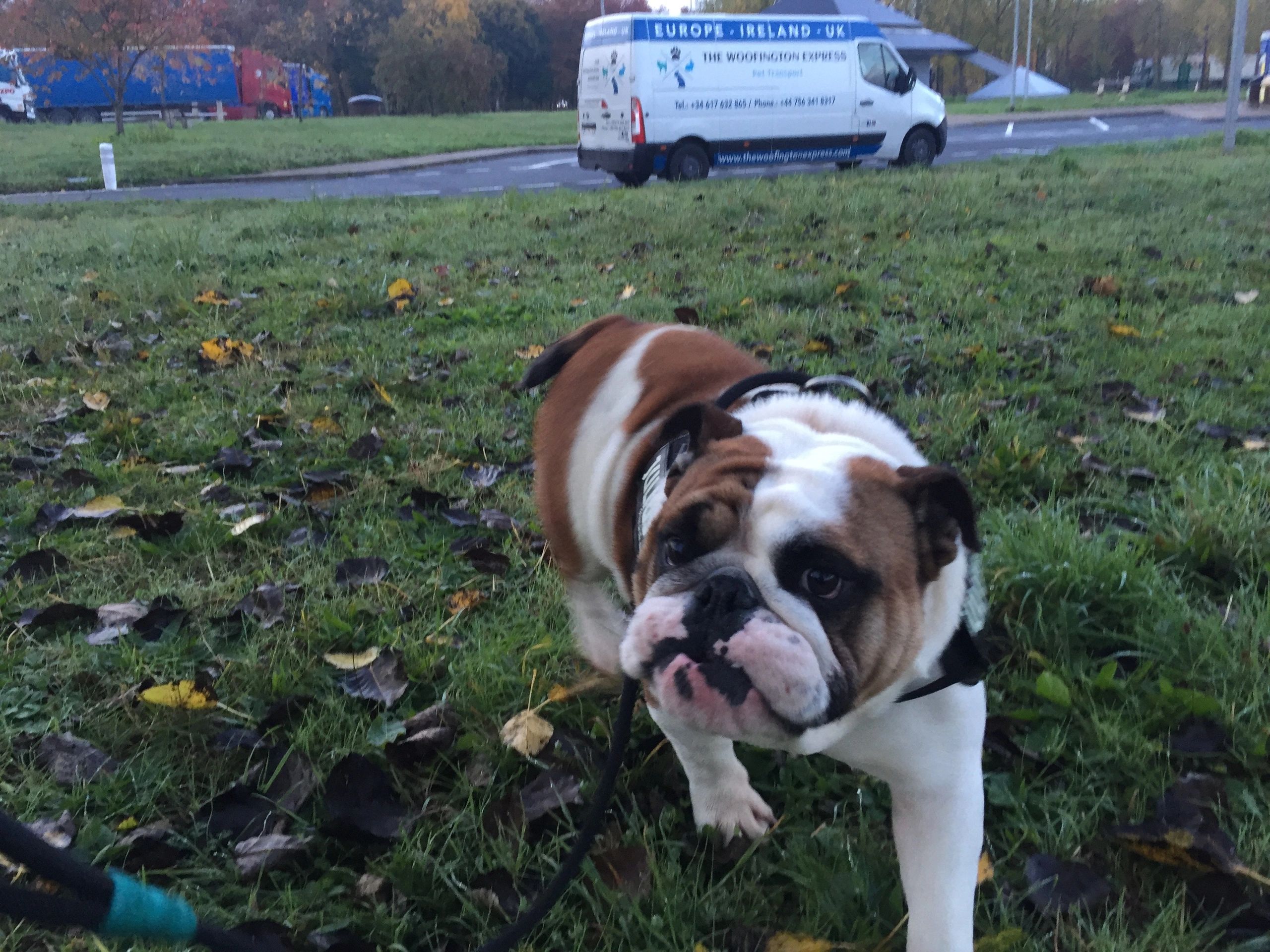 Can Dogs Travel To Ireland