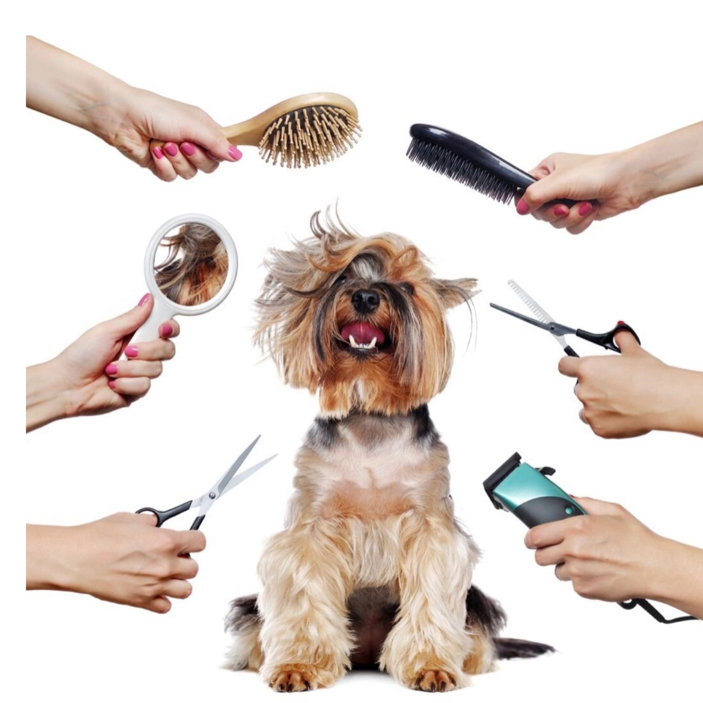 Home grooming for hotsell dogs near me