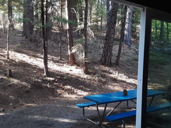 Blue picnic table beside a wooded area with pine trees.