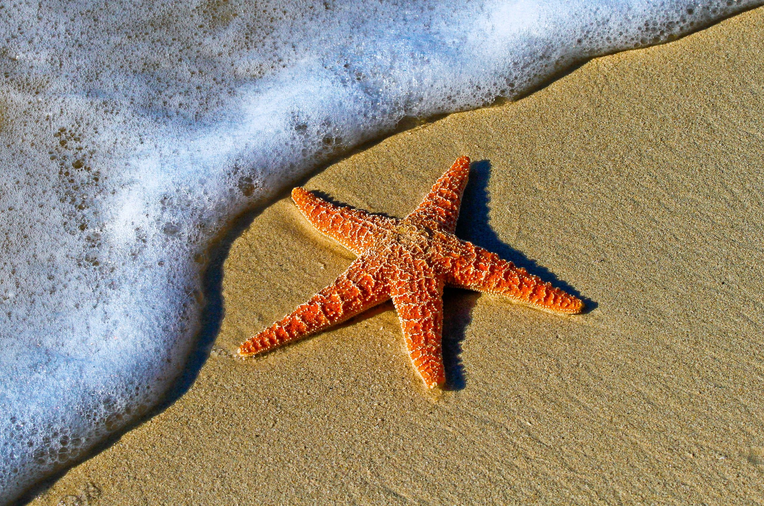 HHI Rentals