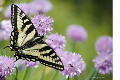 A butterfly on purple flowers.
