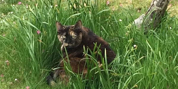 Tiz, making herself a nest in the long grass.