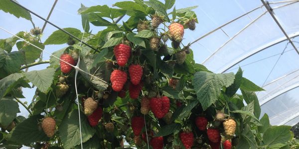 Framboises hors champssous-tunnel à la ferme MP Vaillancourt de St-Laurent ile d'Orléans