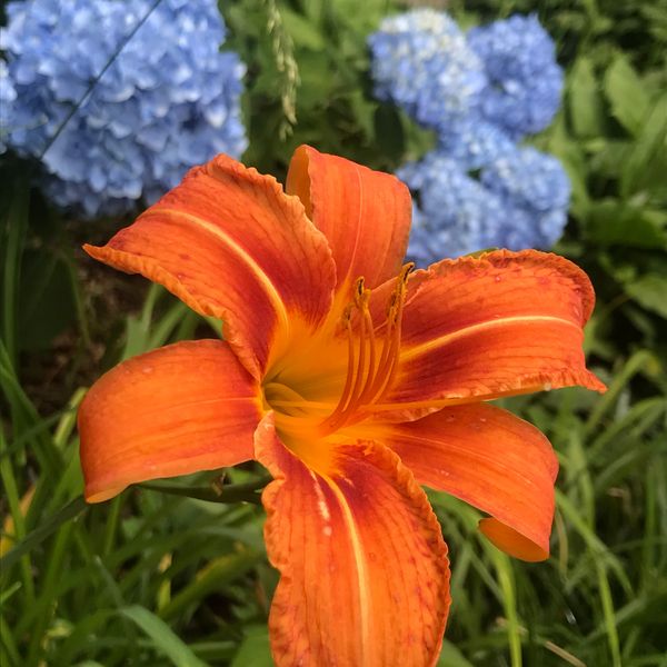 Orange Spider daylily with blue hydrangea in my garden