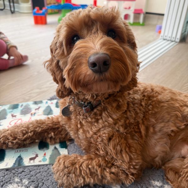 Rosie, qualified therapy dog