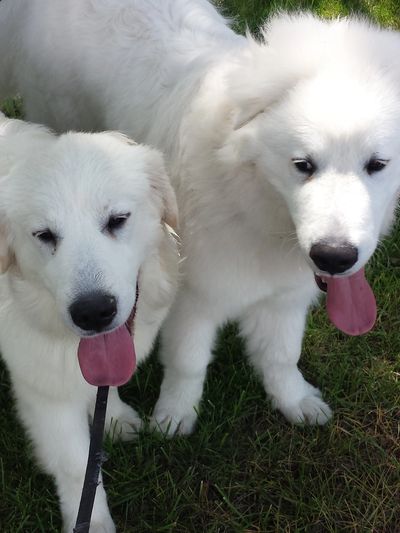 Two 6 month old Great Pyrenees puppies, Whiskey and Dakota.