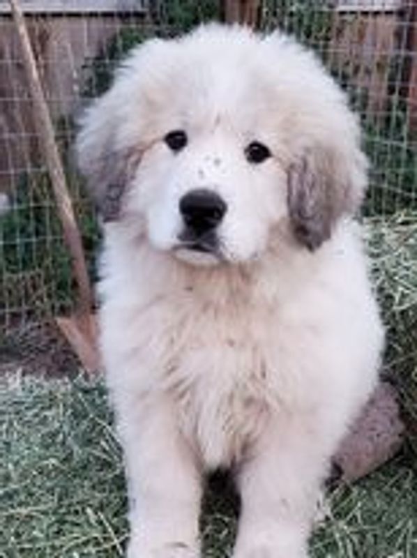 8 week old "Hudson" Great Pyrenees puppy