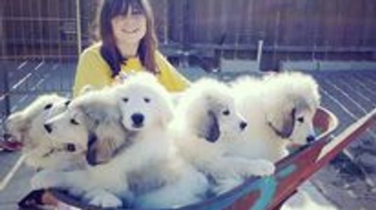 A Barrel of Great Pyrenees puppies = a barrel of fun