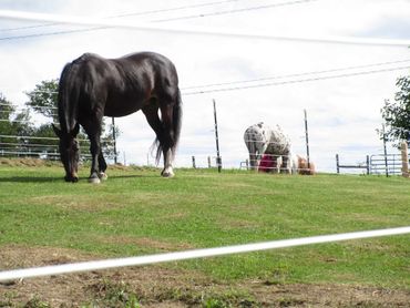 Horse Fence retrofit with Finishline Extreme