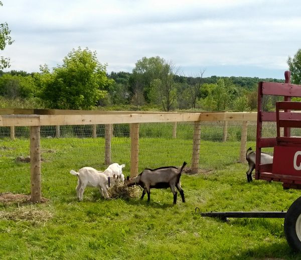 YMCA Goat Fences. 