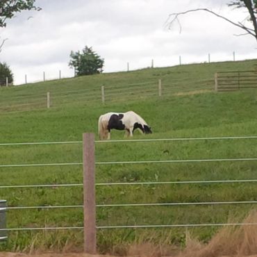 Finishline Horse Fence Princeton Wisconsin