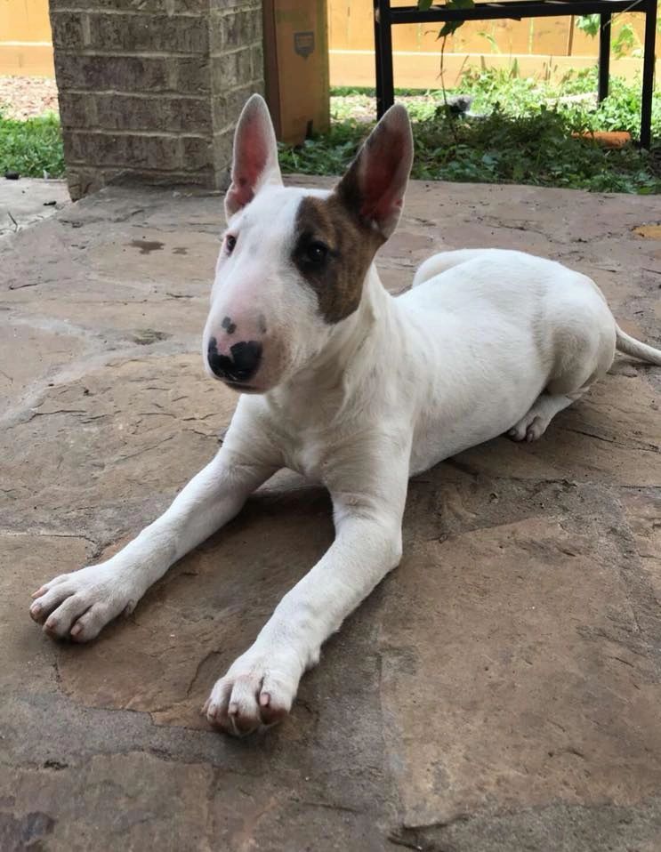Houston Bull Terriers - English Bull Terriers, Puppies, Pet Store