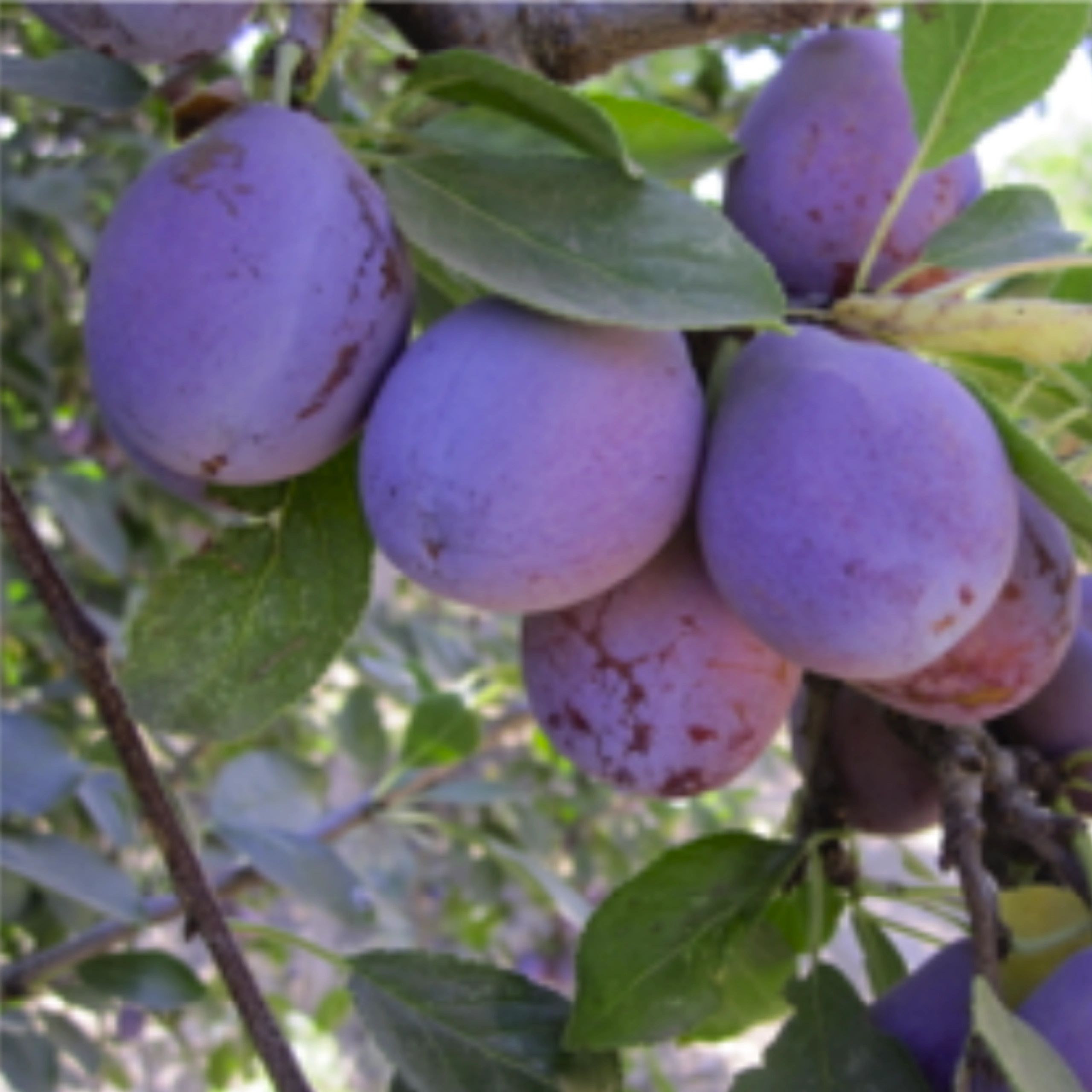 California Prune Growers