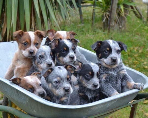 australian cattle dog puppies