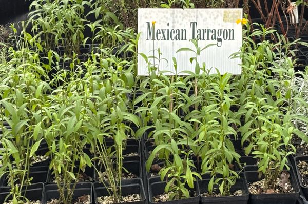 Louisiana Herbs LLC. photo 12