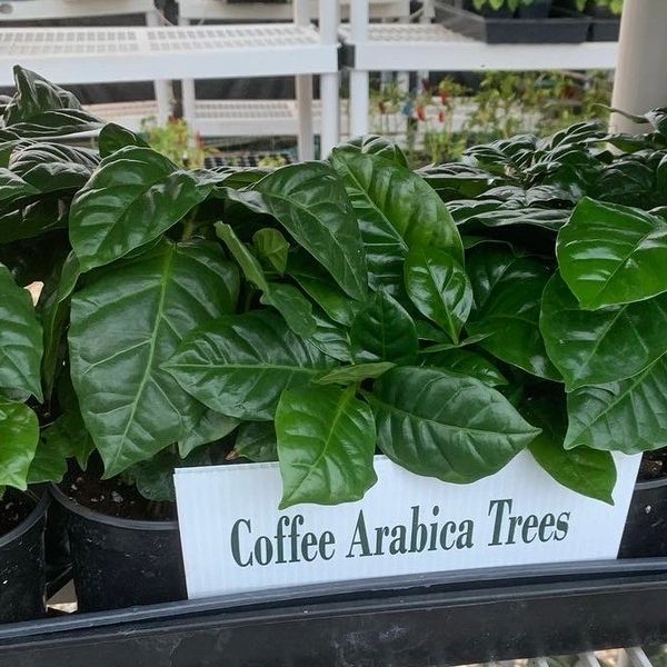 Louisiana Herbs LLC. photo 14