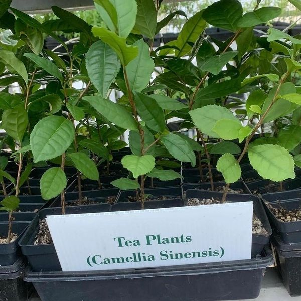 Louisiana Herbs LLC. photo 15