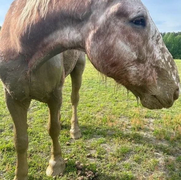 Horse covered in mud