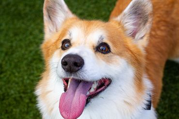 Happy corgi dog with tongue out on grass.