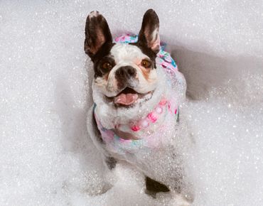 Happy dog covered in soap bubbles during a bath.