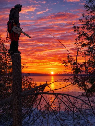 Our Arborist had finished cutting a top part of the Tree during Winters with Beautiful sunset.
