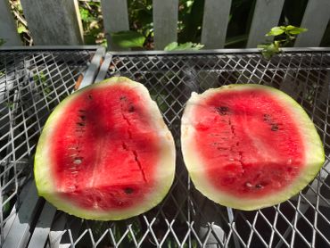 Watermelon sliced into two halves on a metal table.