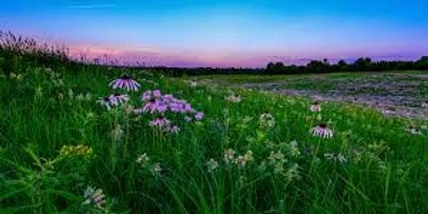 Wildflowers in a green field at sunset.