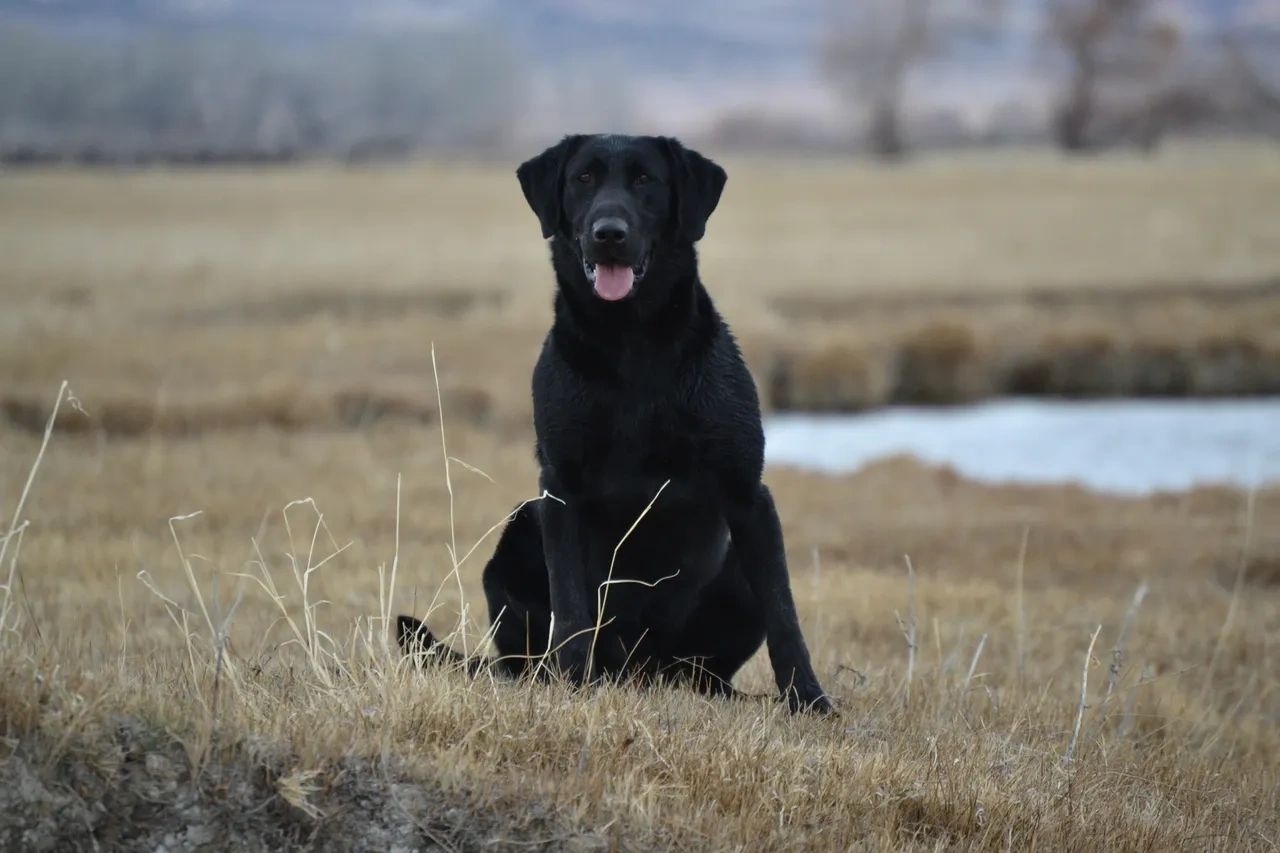 Field clearance lab breeders