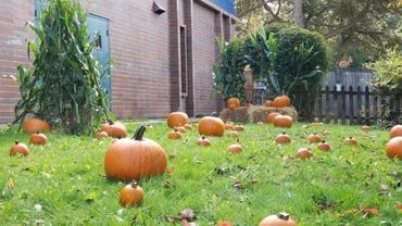 Orange pumpkins