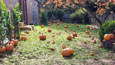 A backyard filled with orange pumpkins