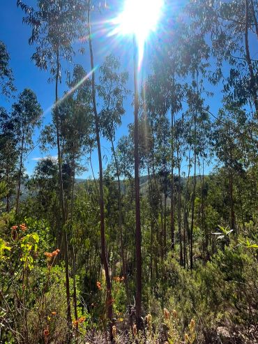Sunny forest with tall trees under a bright blue sky.