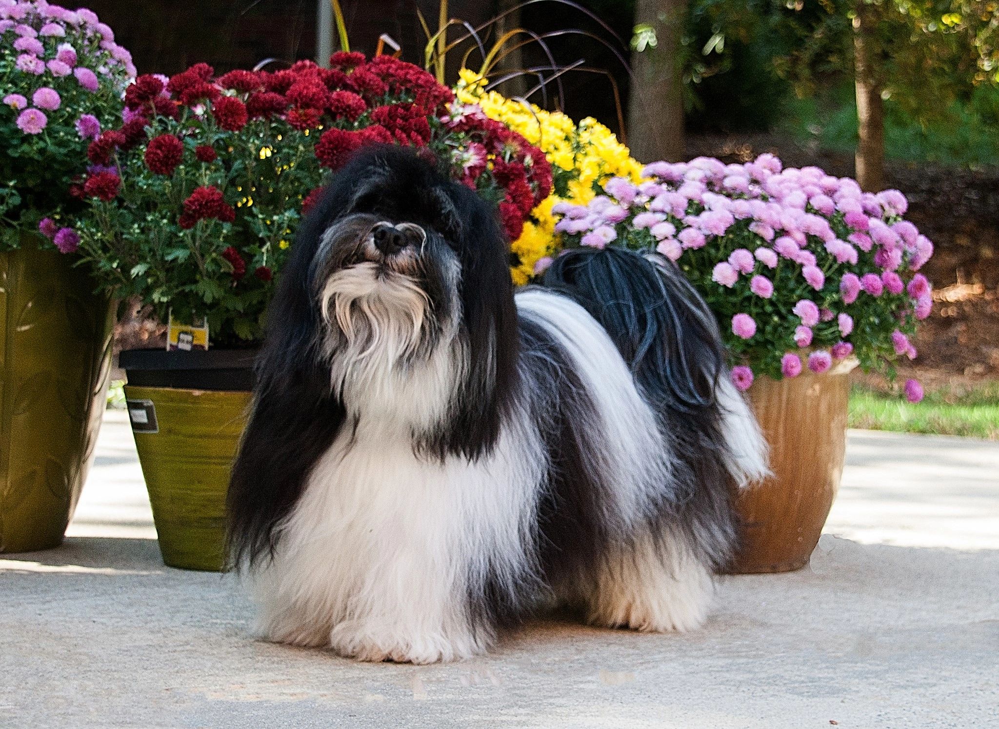 Havtoluvme havanese sales